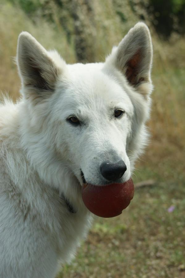 Mas Del Llop Blanc - Dog Friendly Hostal Rural - B&B Sobrestany Kültér fotó